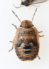 Sciocoris microphthalmus