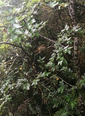 Aphrastura spinicauda spinicauda