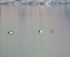 Aythya fuligula