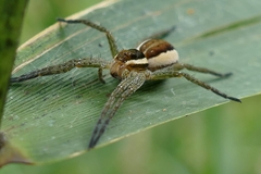 Dolomedes