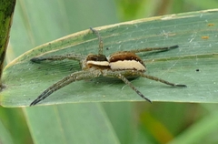 Dolomedes