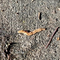 Bipalium adventitium