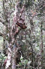 Aphrastura spinicauda spinicauda