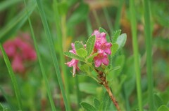 Rhododendron hirsutum