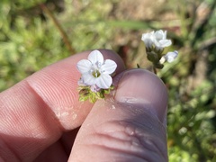 Gilia