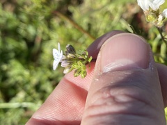 Gilia
