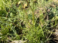 Gilia