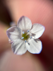 Gilia