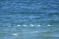 Cygnus melancoryphus