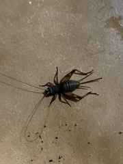 Gryllodes sigillatus