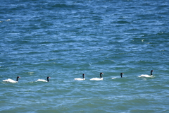 Cygnus melancoryphus