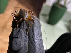 Gryllodes sigillatus