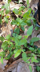 Stachys floridana