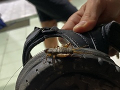 Gryllodes sigillatus