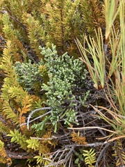 Helichrysum intermedium