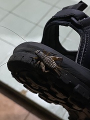 Gryllodes sigillatus