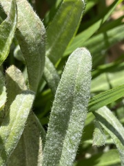 Golovinomyces cichoracearum