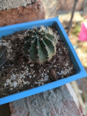 Trichocereeae