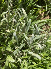 Golovinomyces cichoracearum