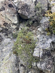 Helichrysum intermedium