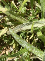 Golovinomyces cichoracearum