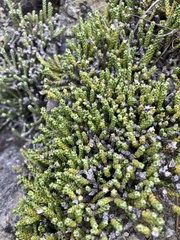 Helichrysum intermedium