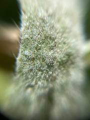 Golovinomyces cichoracearum