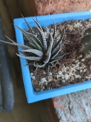 Haworthia