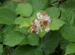 Rubus imperialis