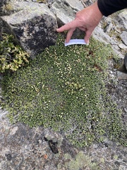 Helichrysum intermedium