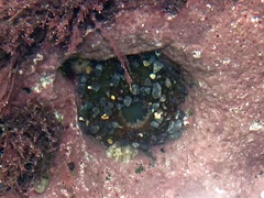 Urticina felina