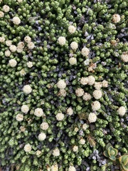 Helichrysum intermedium