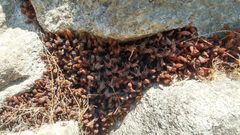 Selaginellaceae