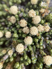 Helichrysum intermedium