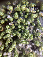 Helichrysum intermedium