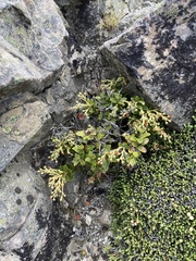Gaultheria crassa