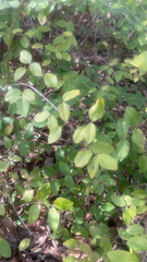 Lonicera fragrantissima