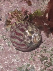 Steromphala umbilicalis