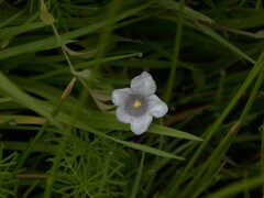 Nierembergia linariifolia