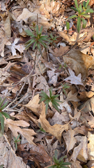 Cardamine concatenata