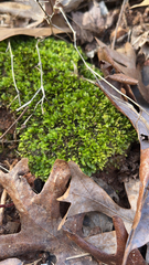 Fissidens