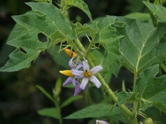 Solanum palinacanthum