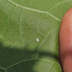 Trialeurodes abutiloneus