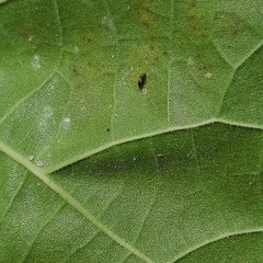 Trialeurodes abutiloneus