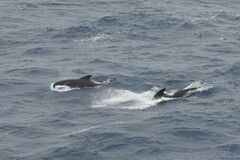 Globicephala melas