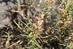 Pleurophora pungens