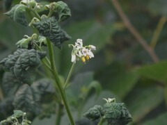 Solanum aloysiifolium