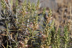 Pleurophora pungens
