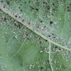 Trialeurodes abutiloneus