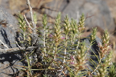 Pleurophora pungens